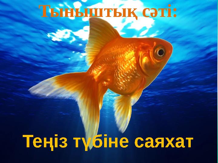 Тыныштық сәті: Теңіз түбіне саяхат