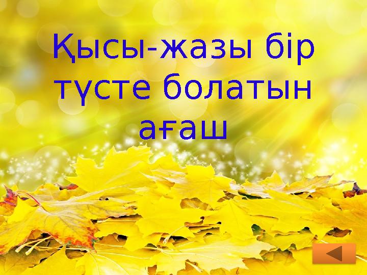 Қысы-жазы бір түсте болатын ағаш
