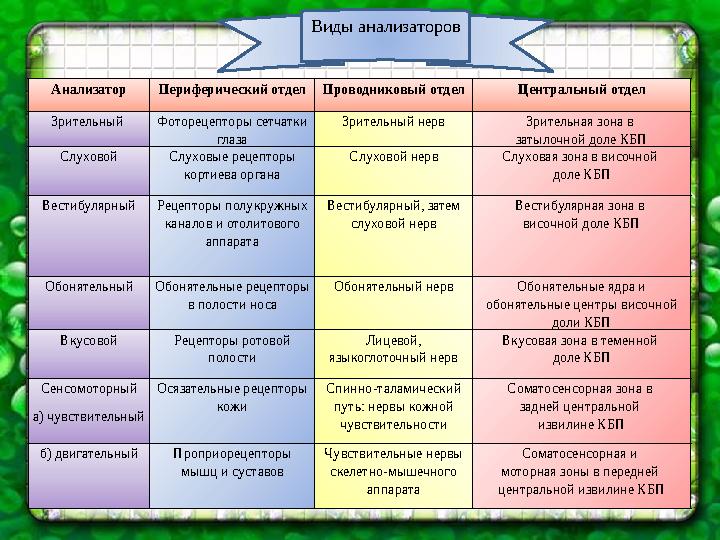 Анализатор Периферический отдел Проводниковый отдел Центральный отдел Зрительный Фоторецепторы сетчатки глаза Зрительный нерв