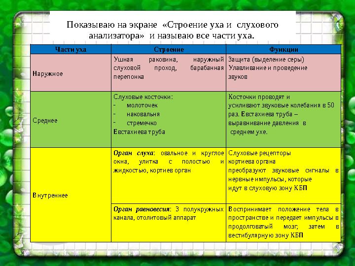 Показываю на экране «Строение уха и слухового анализатора» и называю все части уха. Части уха Строение Функции Наружное Уш