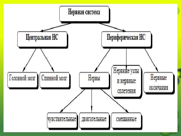 Функцией нервной системы является тест. Функцией нервной системы является тест