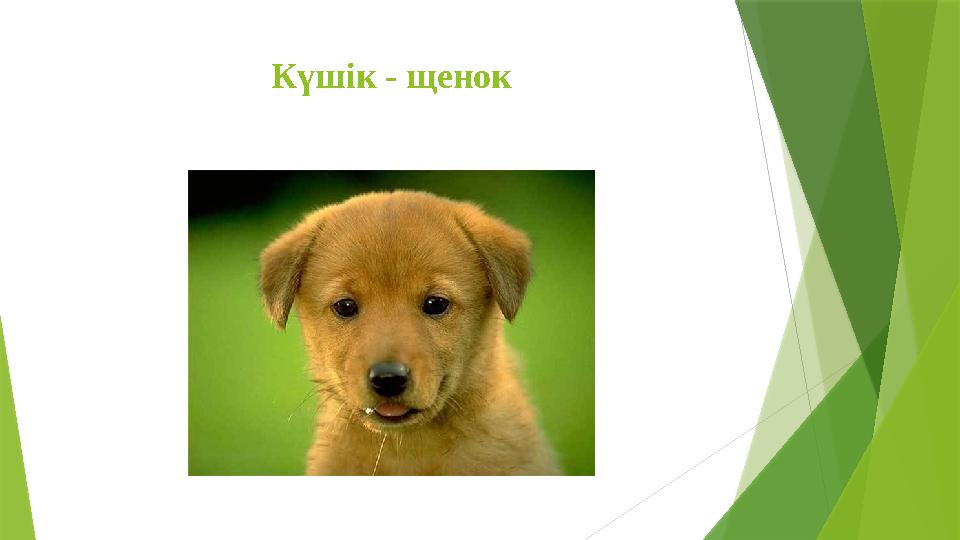 Күшік - щенок