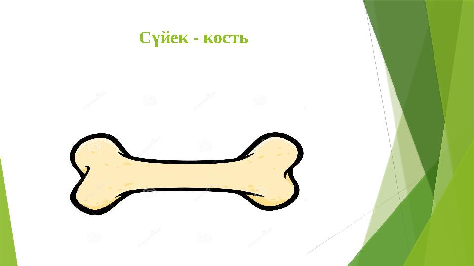 С үйек - кость