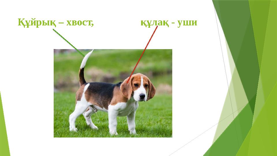 Құйрық – хвост, құлақ - уши