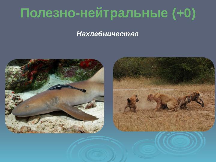 Полезно-нейтральные (+0) Нахлебничество