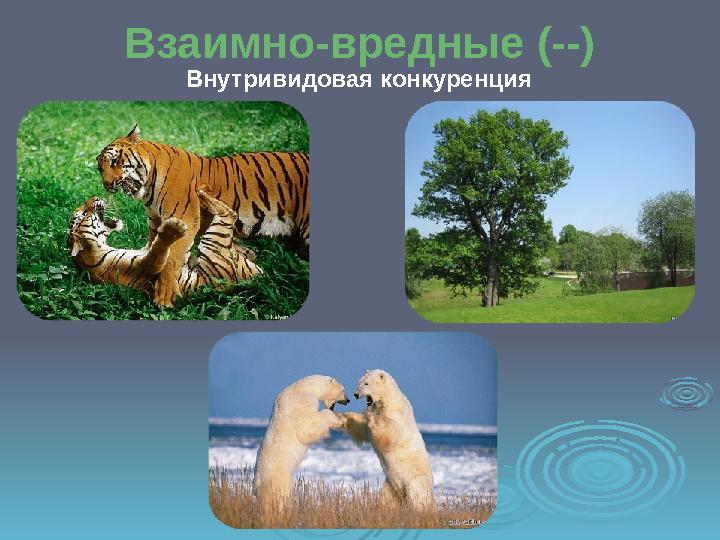 Взаимно-вредные (--) Внутривидовая конкуренция