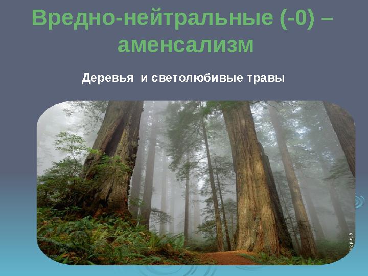 Вредно-нейтральные (-0) – аменсализм Деревья и светолюбивые травы