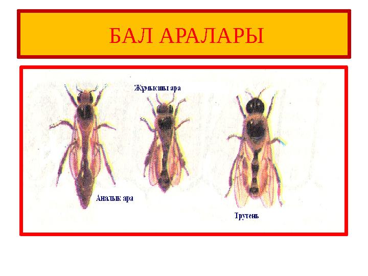 БАЛ АРАЛАРЫ