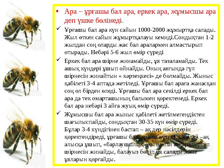 • Ара – ұрғашы бал ара, еркек ара, жұмысшы ара деп үшке бөлінеді .  Ұрғашы бал ара күн сайын 1000-2000 жұмыртқа салады. Жыл