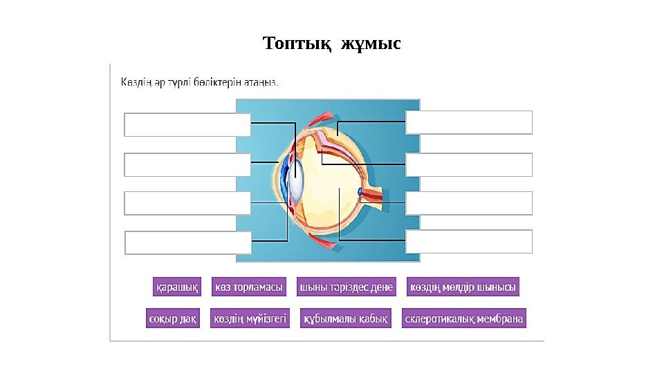 Топтық жұмыс