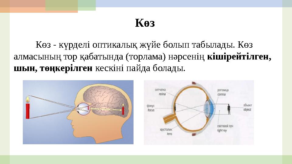 Көз Көз - күрделі оптикалық жүйе болып табылады. Көз алмасының тор қабатында ( торлама ) нәрсенің кішірейтілген, шын, төңкері