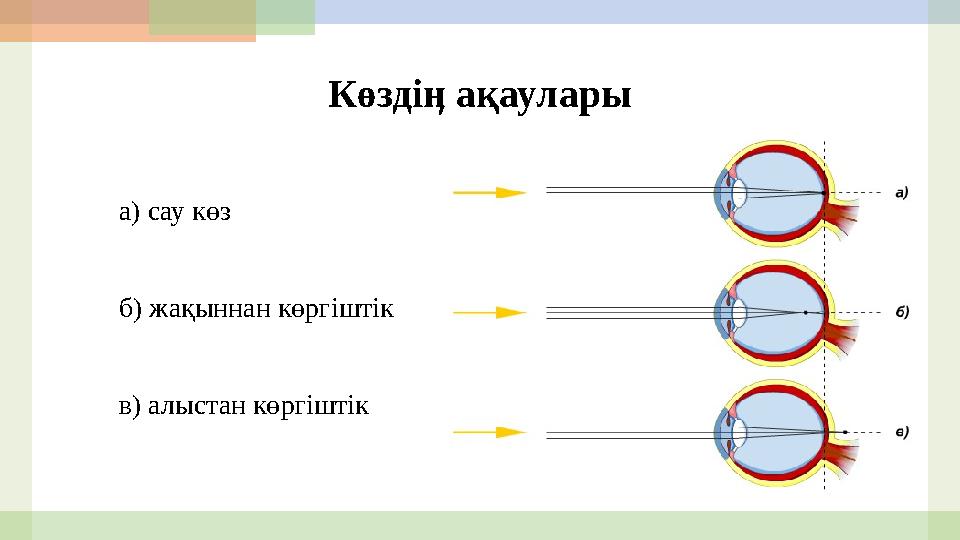 Анальды сұйықтық Олардың екеуі қалыңдықты сиқылайды