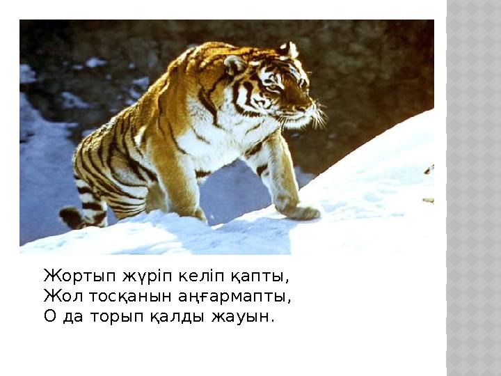 Жортып жүріп келіп қапты, Жол тосқанын аңғармапты, О да торып қалды жауын.