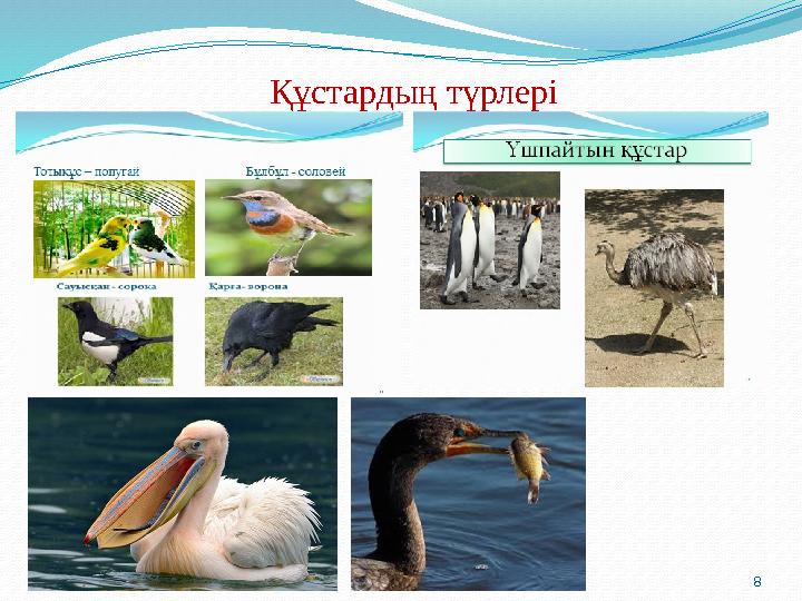 8Құстардың түрлері