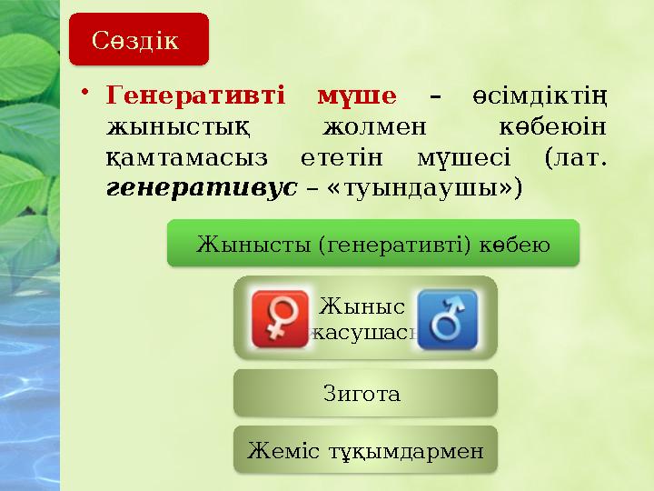 • Генеративті мүше – өсімдіктің жыныстық жолмен көбеюін қамтамасыз ететін мүшесі (лат. генеративус – «туындаушы»)Сө