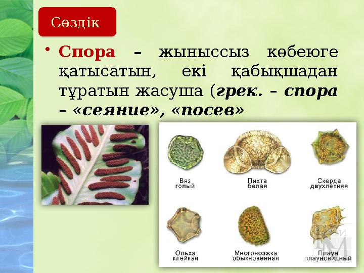 Сөздік • Спора – жыныссыз көбеюге қатысатын, екі қабықшадан тұратын жасуша ( грек. – спора – «сеяние», «посев»