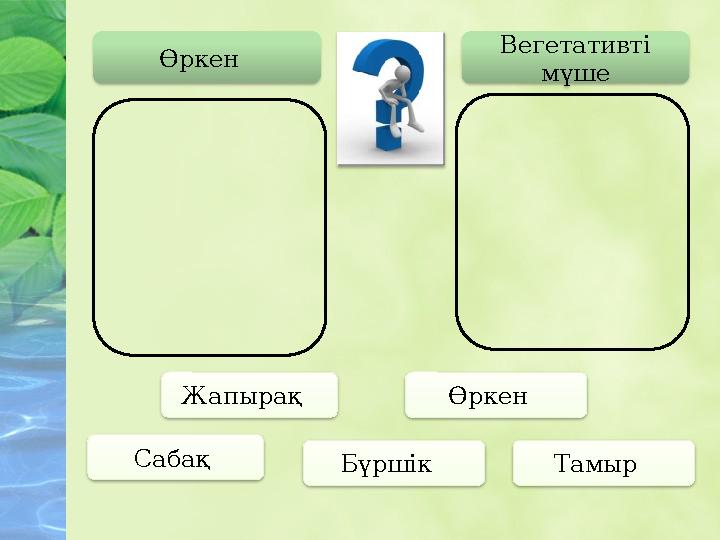 Өркен Вегетативті мүше Сабақ Жапырақ Бүршік Тамыр Өркен