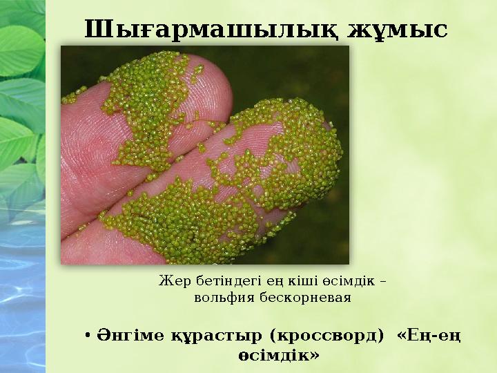 Жер бетіндегі ең кіші өсімдік – вольфия бескорневая • Әнгіме құрастыр (кроссворд) « Ең-ең өсімдік »Шығармашылық жұмыс