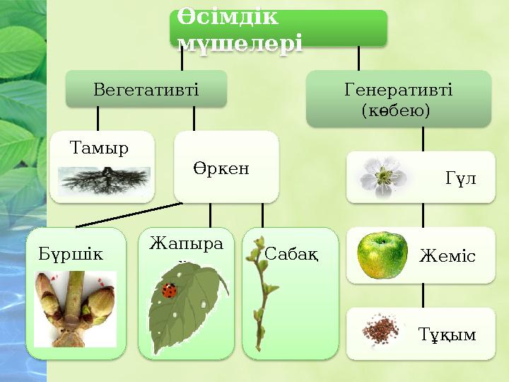 Өсімдік мүшелері Вегетативті Генеративті (көбею) Тамыр Өркен Жапыра қ Сабақ Гүл Жеміс Тұқым Бүршік