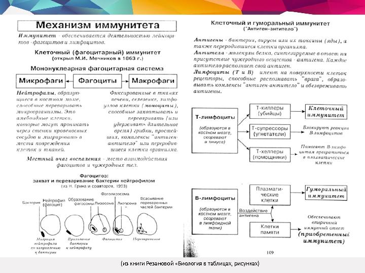 (из книги Резановой «Биология в таблицах, рисунках)