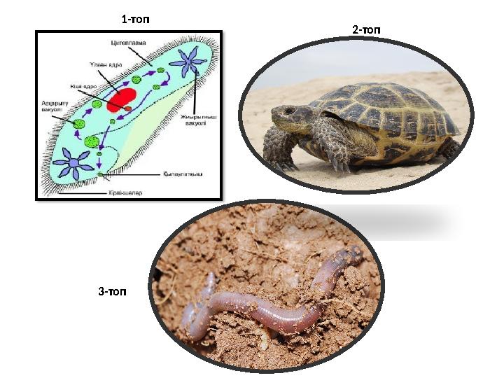 1-топ 2-топ 3-топ