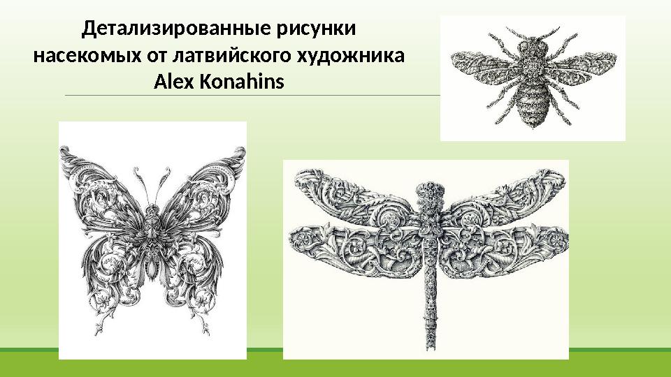 Детализированные рисунки насекомых от латвийского художника Alex Konahins