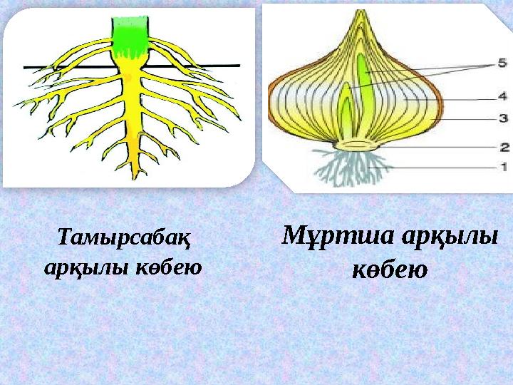 Тамырсабақ арқылы көбею Мұртша арқылы көбею