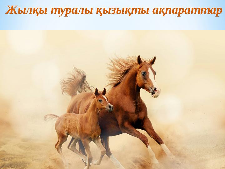 Жылқы туралы қызықты ақпараттар