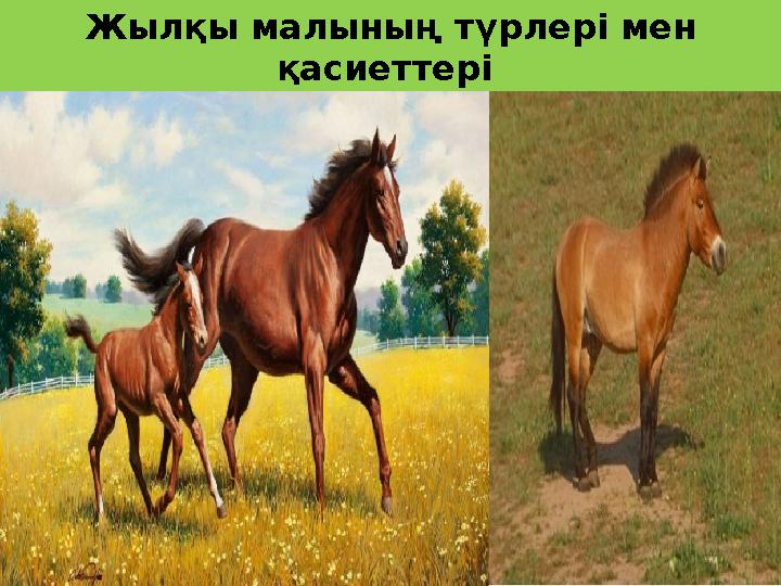 Жылқы малының түрлері мен қасиеттері
