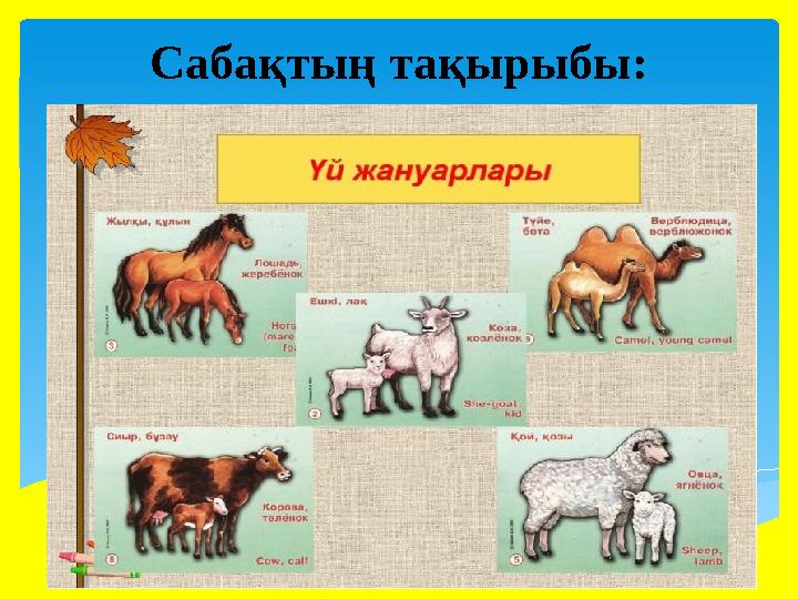 Сабақтың тақырыбы: Үй жануарлары Вставка рисунка