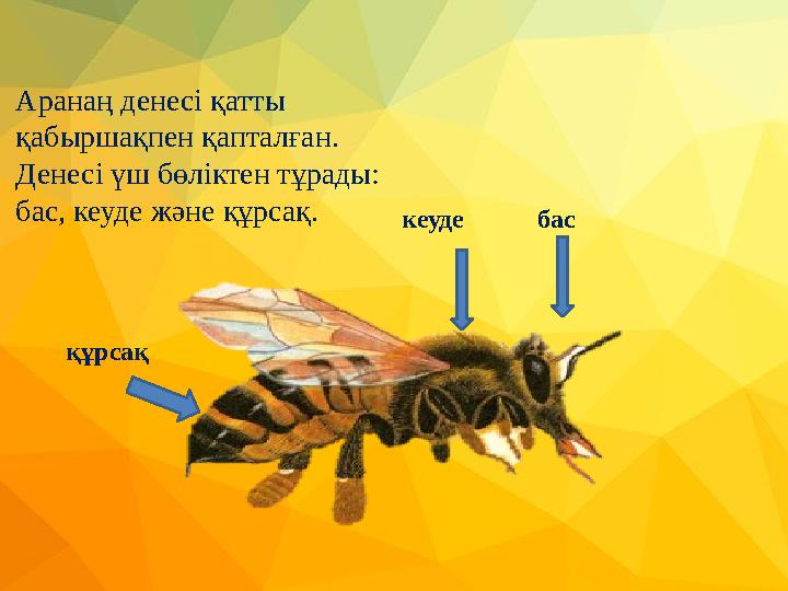 Аранаң денесі қатты қабыршақпен қапталған. Денесі үш бөліктен тұрады: бас, кеуде және құрсақ. бас кеуде құрсақ