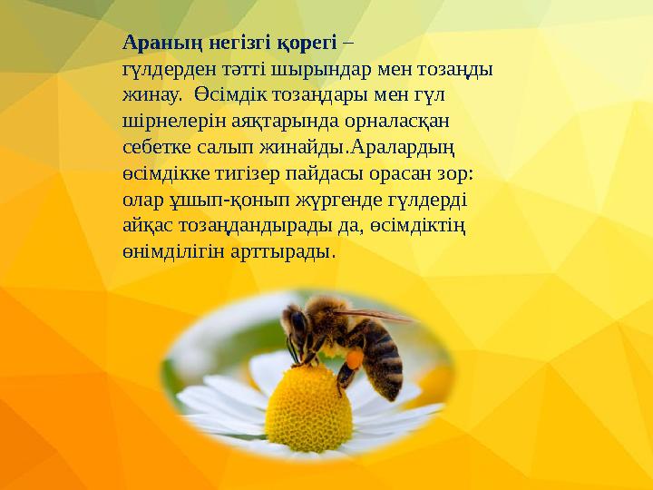 Араның негізгі қорегі – гүлдерден тәтті шырындар мен тозаңды жинау. Өсімдік тозаңдары мен гүл шірнелерін аяқтарында орналас