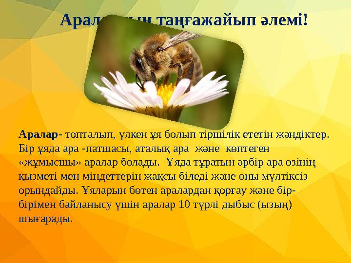 Аралар- топталып, үлкен ұя болып тіршілік ететін жәндіктер. Бір ұяда ара -патшасы, аталық ара және көптеген «жұмысшы» арал