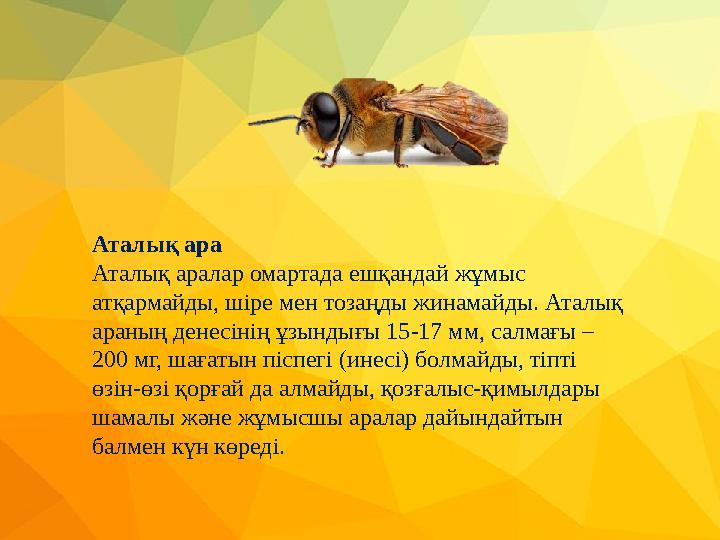 Аталық ара Аталық аралар омартада ешқандай жұмыс атқармайды, шіре мен тозаңды жинамайды. Аталық араның денесінің ұзындығы 15-1