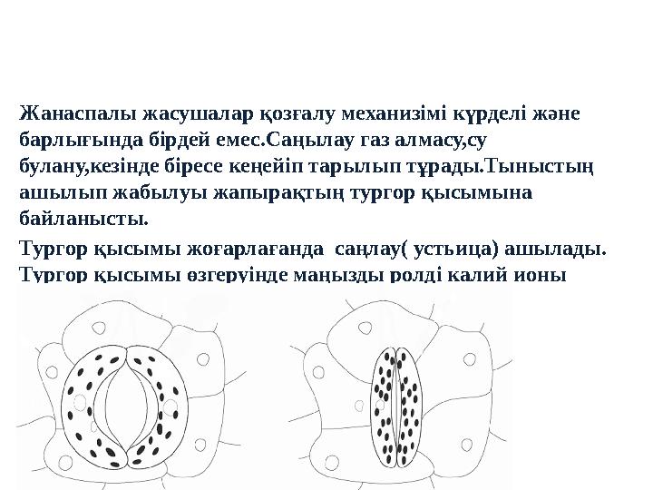 Жанаспалы жасушалар қозғалу механизімі күрделі және барлығында бірдей емес.Саңылау газ алмасу,су булану,кезінде біресе кеңейіп