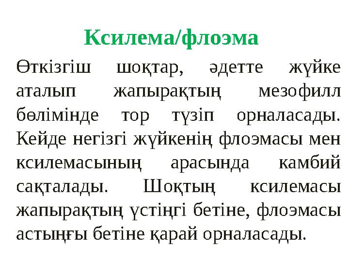 Ксилема/флоэма Өткізгіш шоқтар, әдетте жүйке аталып жапырақтың мезо филл бөлімінде тор түзіп орналасады. Кейде негі