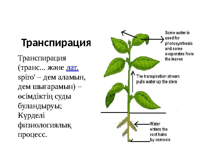 Транспирация Транспирация (транс... және лат. spіro' – дем аламын, дем шығарамын) – өсімдіктің суды буландыруы; Күр