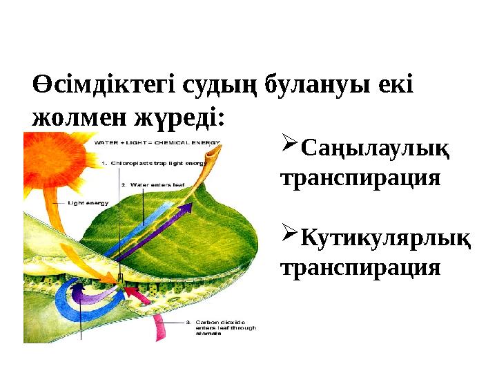 Өсімдіктегі судың булануы екі жолмен жүреді:  Саңылаулық транспирация  Кутикулярлық транспирация