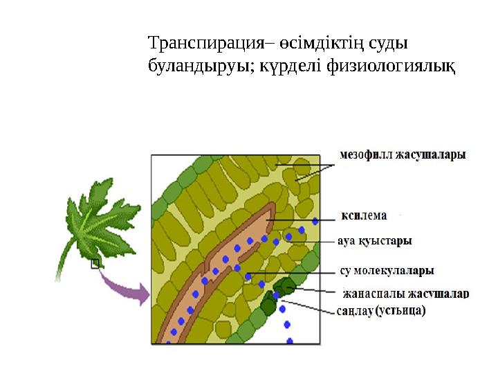 Транспирация– өсімдіктің суды буландыруы; күрделі физиологиялық процесс