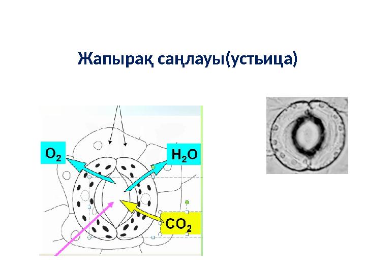 Жапырақ саңлауы(устьица)