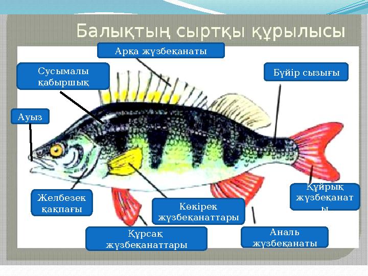 Оқулықпен жұмыс Арқа жүзбеқанаты Сусымалы қабыршық Бүйір сызығы Ауыз Құйрық жүзбеқанат ыЖелбезек қақпағы Көкірек жүзбеқанатт