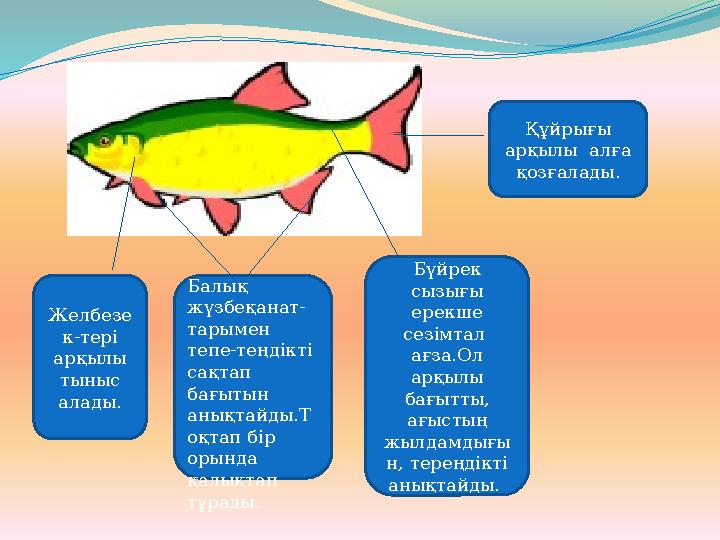 Балық жүзбеқанат- тарымен тепе-теңдікті сақтап бағытын анықтайды.Т оқтап бір орында қалықтап тұрады.Желбезе к-тері арқы
