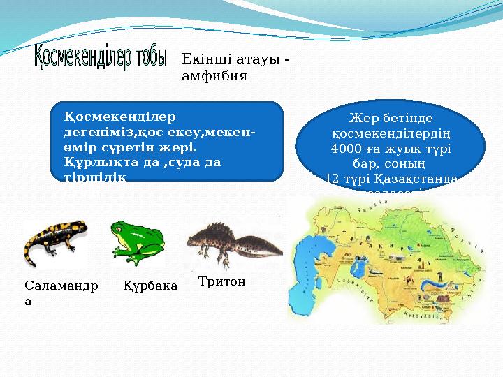 Саламандр а Құрбақа ТритонЕкінші атауы - амфибия Қосмекенділер дегеніміз,қос екеу,мекен- өмір сүретін жері. Құрлықта да ,суда д