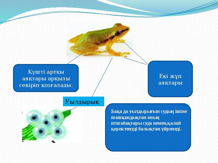 Бақа да уылдырығын судың ішіне шашқандықтан оның итшабақтары суда немен,қалай қоректенуді балықтан үйренеді.Күшті артқы аяқт