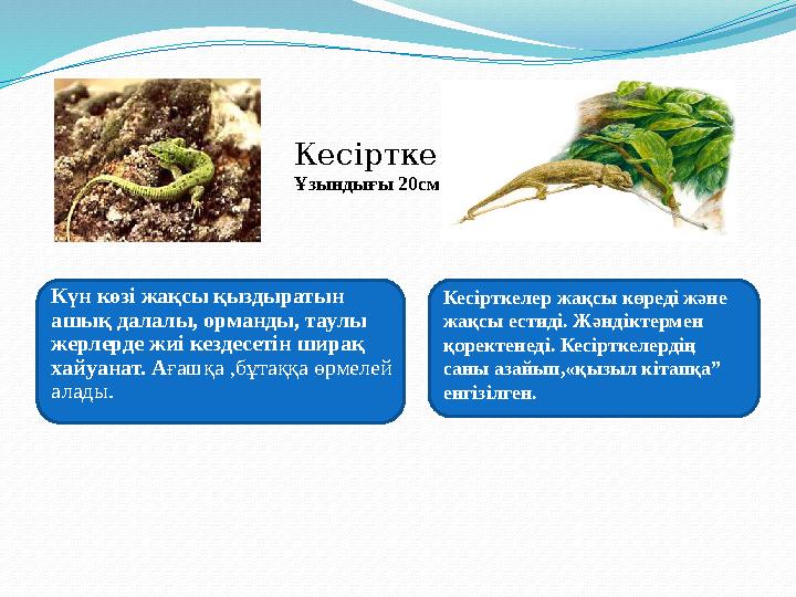 Кесірткелер жақсы көреді және жақсы естиді. Жәндіктермен қоректенеді. Кесірткелердің саны азайып,«қызыл кітапқа” енгізілге