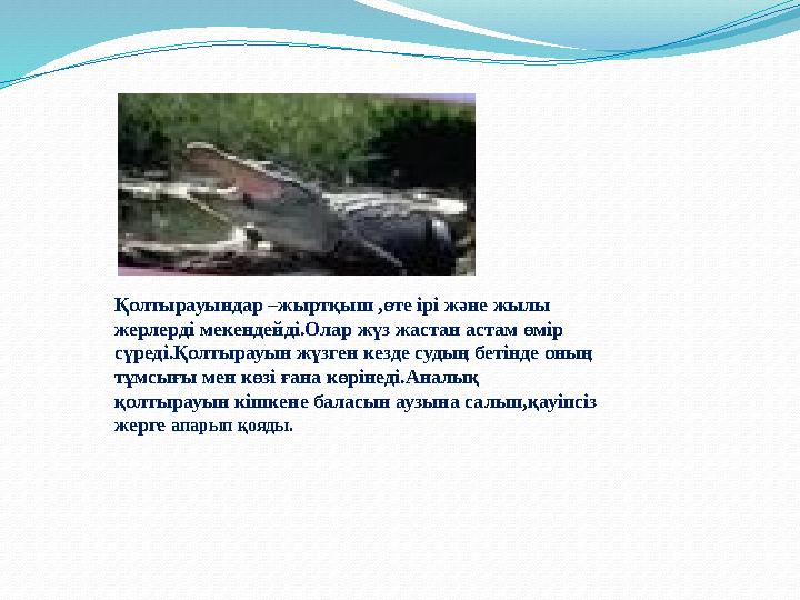 Қолтырауындар –жыртқыш ,өте ірі және жылы жерлерді мекендейді.Олар жүз жастан астам өмір сүреді.Қолтырауын жүзген кезде судың