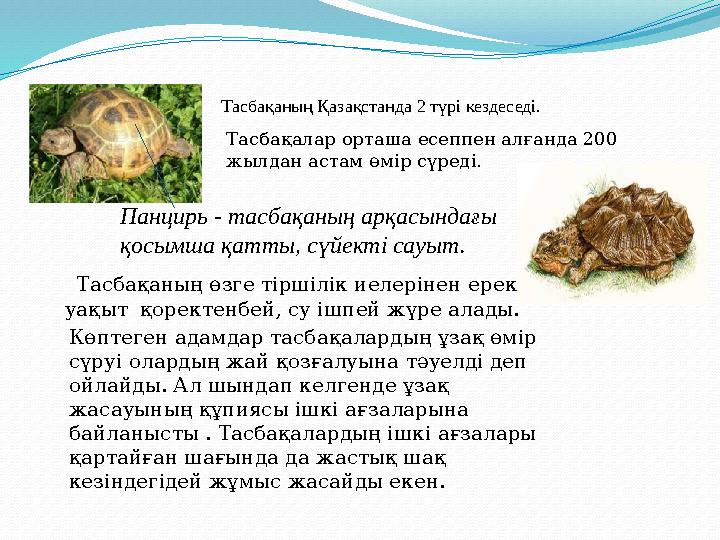 Тасбақаның өзге тіршілік иелерінен ерекшелігі – ұзақ уақыт қоректенбей, су ішпей жүре алады. Көптеген адамдар тасбақалард