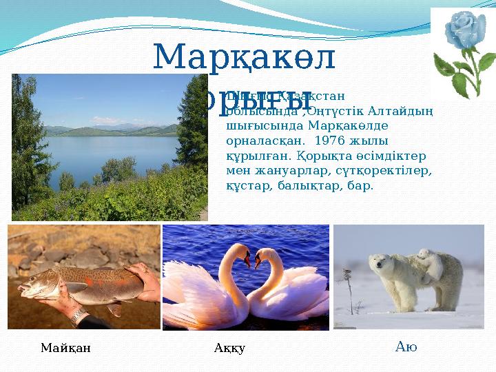 Марқакөл қорығы Шығыс Қазақстан облысында ,Оңтүстік Алтайдың шығысында Марқакөлде орналасқан. 1976 жылы құрылған. Қорықта