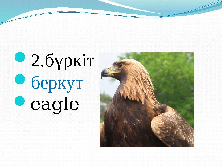  2.бүркіт  беркут  eagle