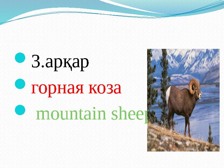  3.арқар  горная коза  mountain sheep